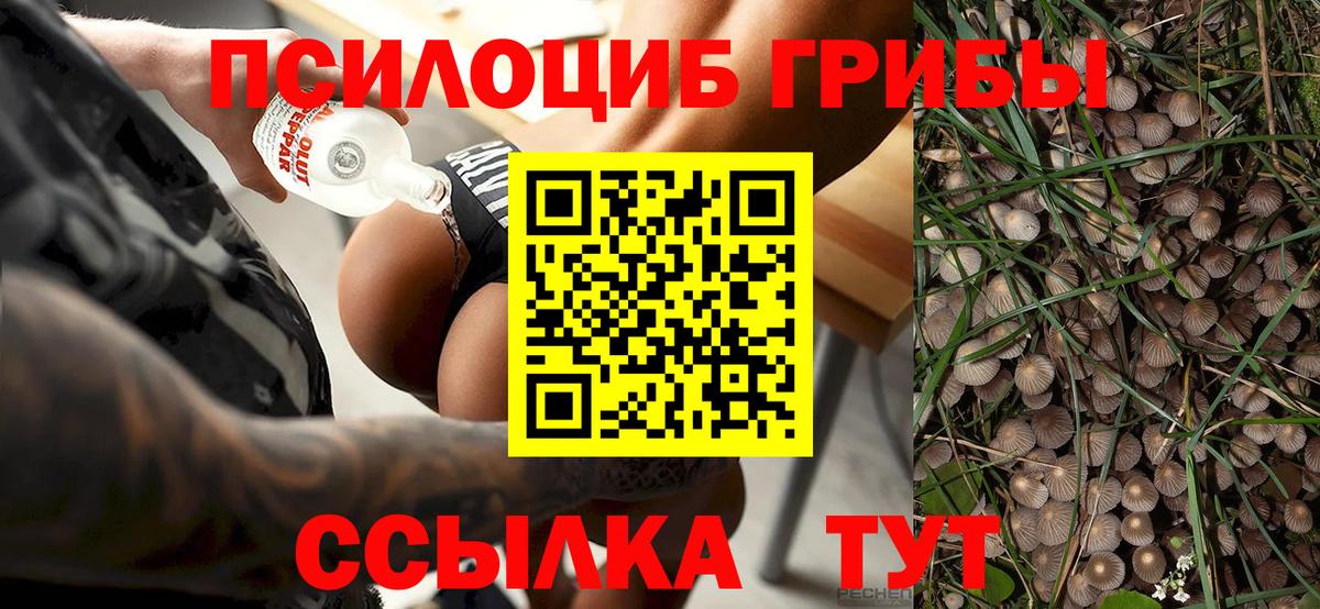 Псилоцибиновые грибы Psilocybe  закладка  Ставрополь  Галлюциногенные грибы ЛСД  Вход с VPN 